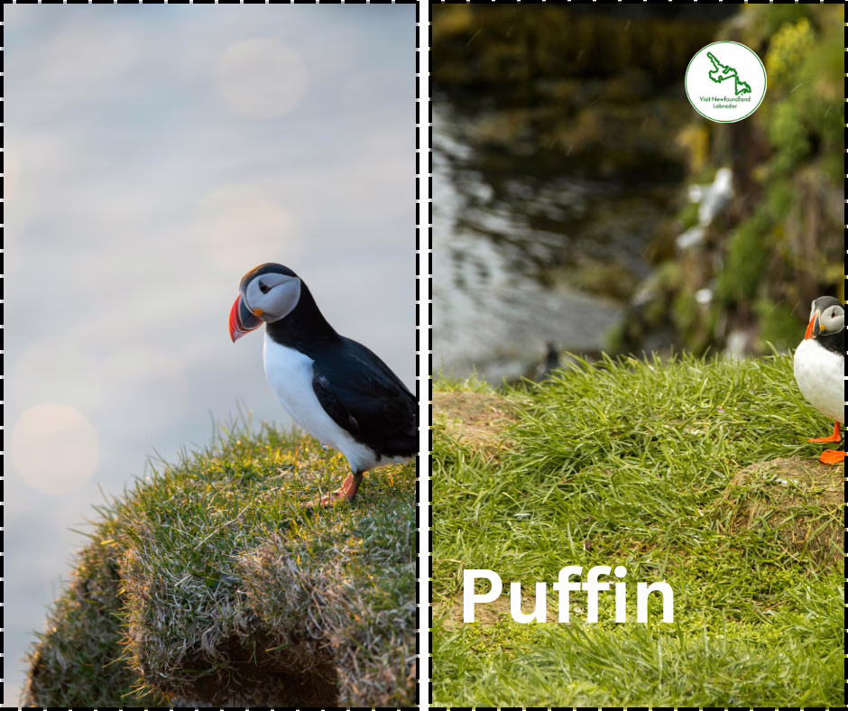 Puffin
