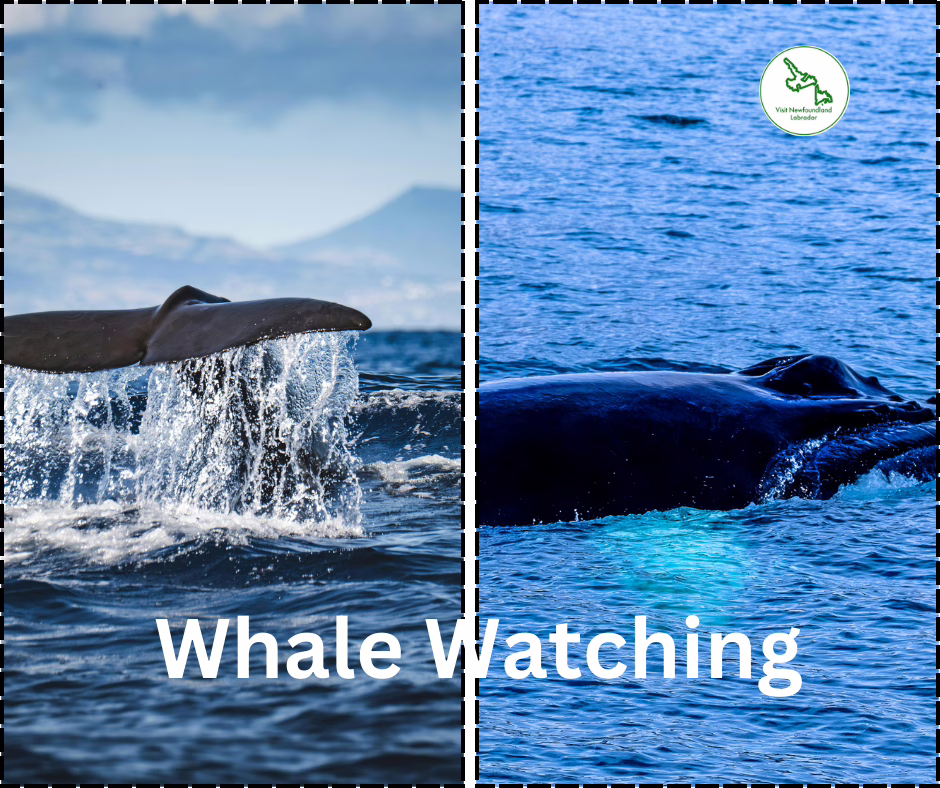 Whale Watching