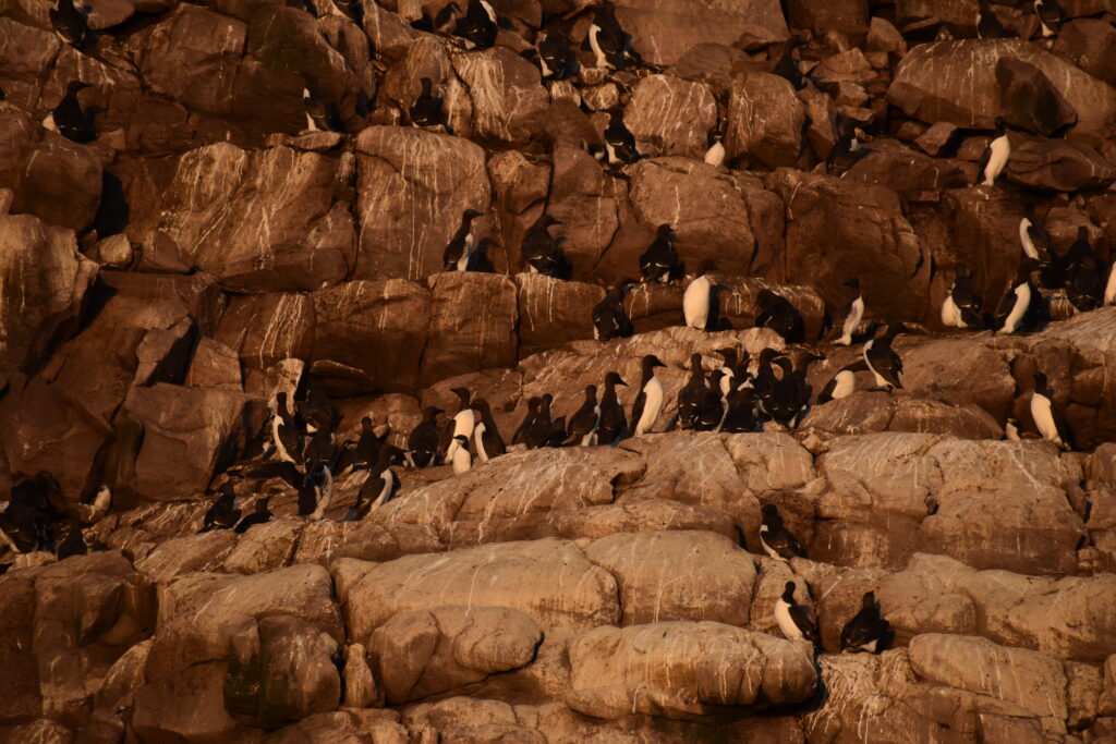 Wild Avalon Expeditions